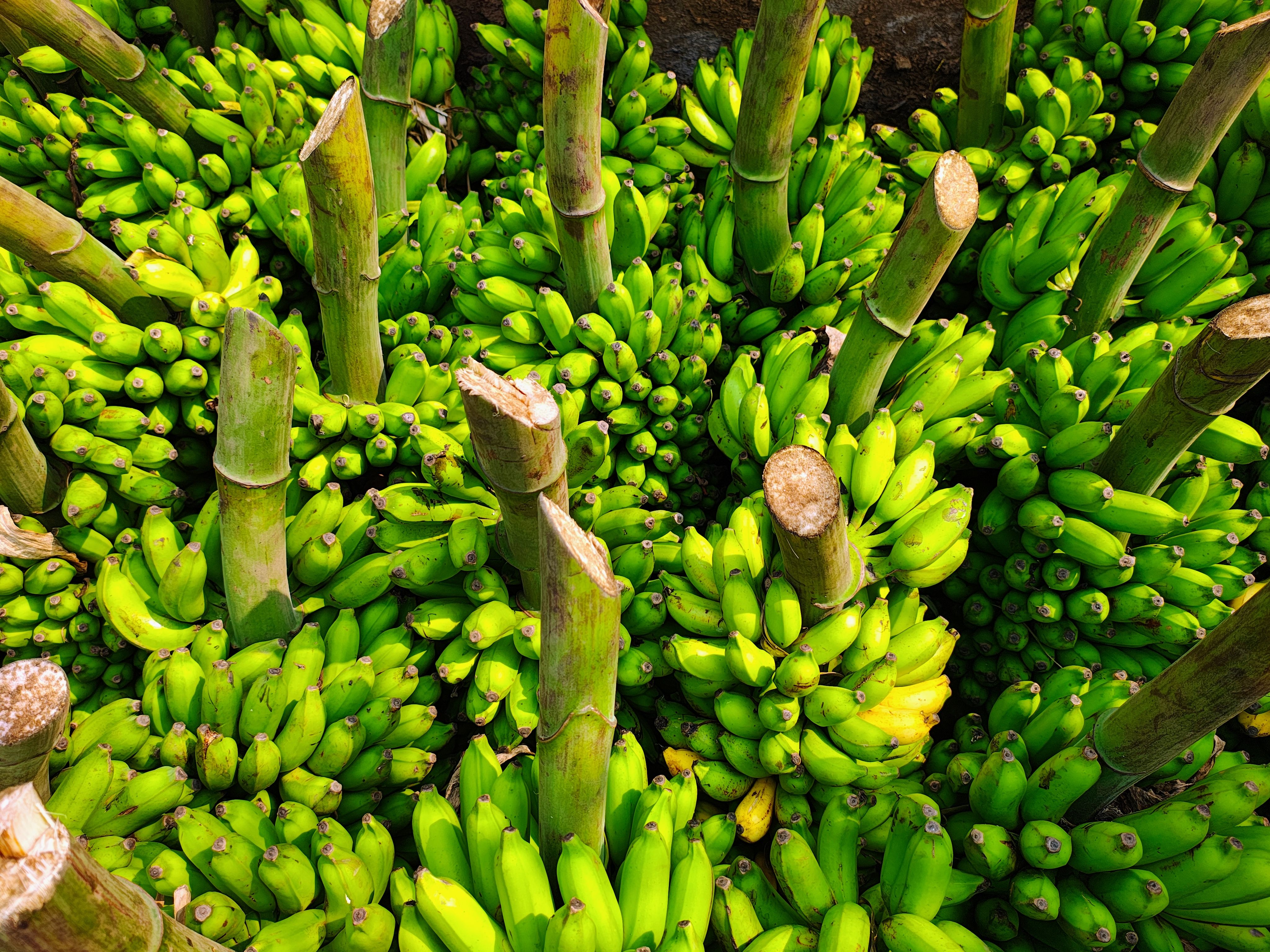 Banane