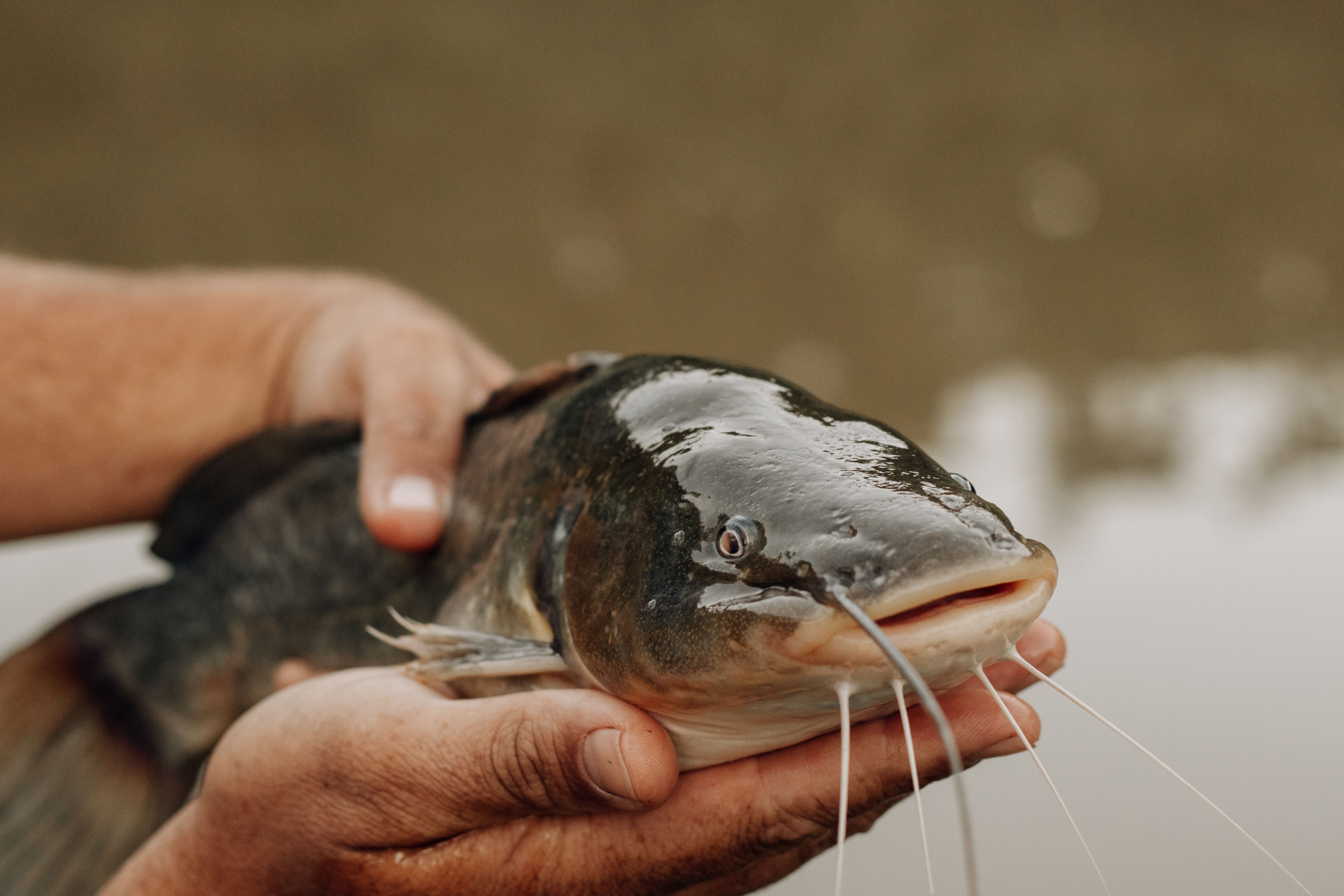 Poisson