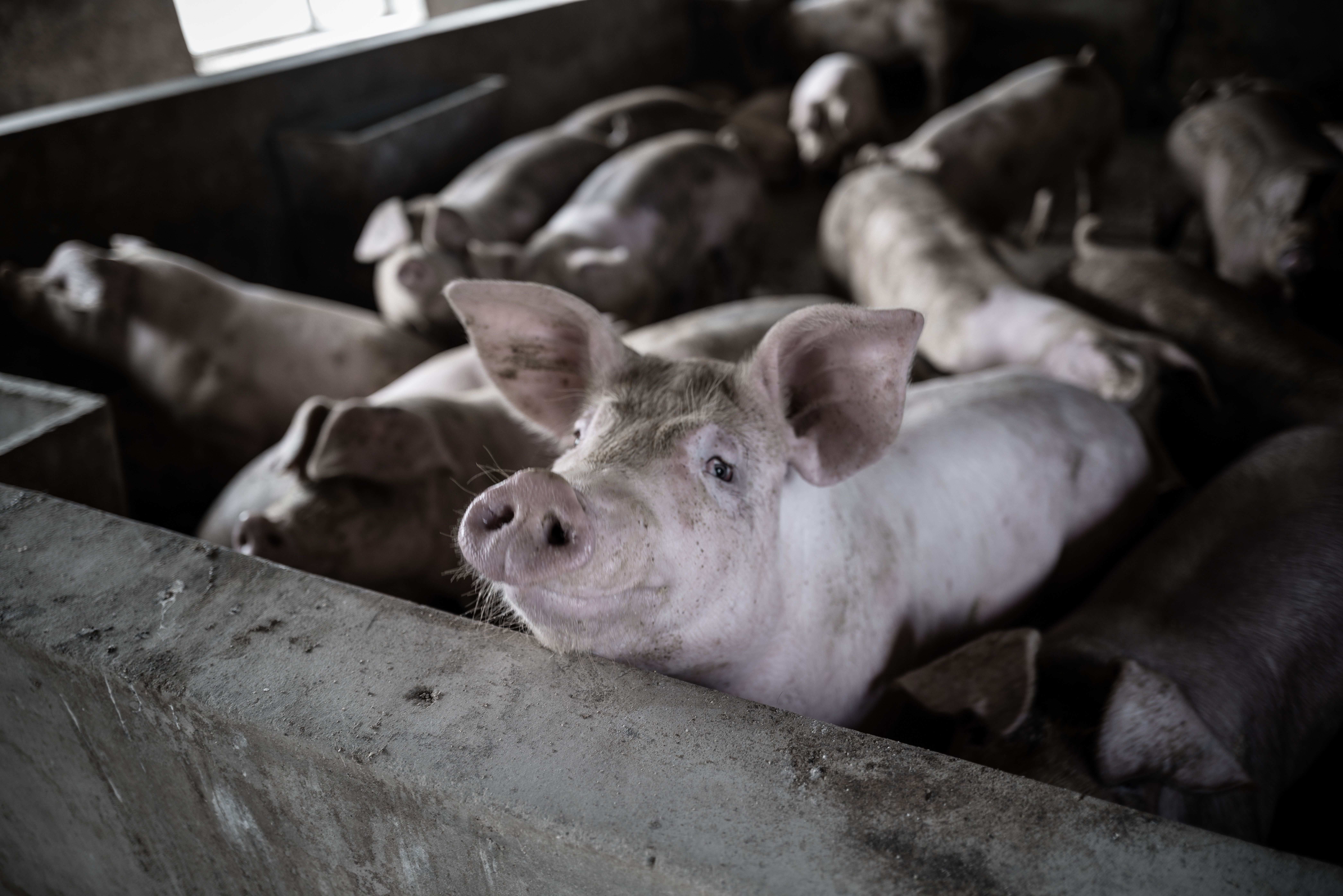 Porc