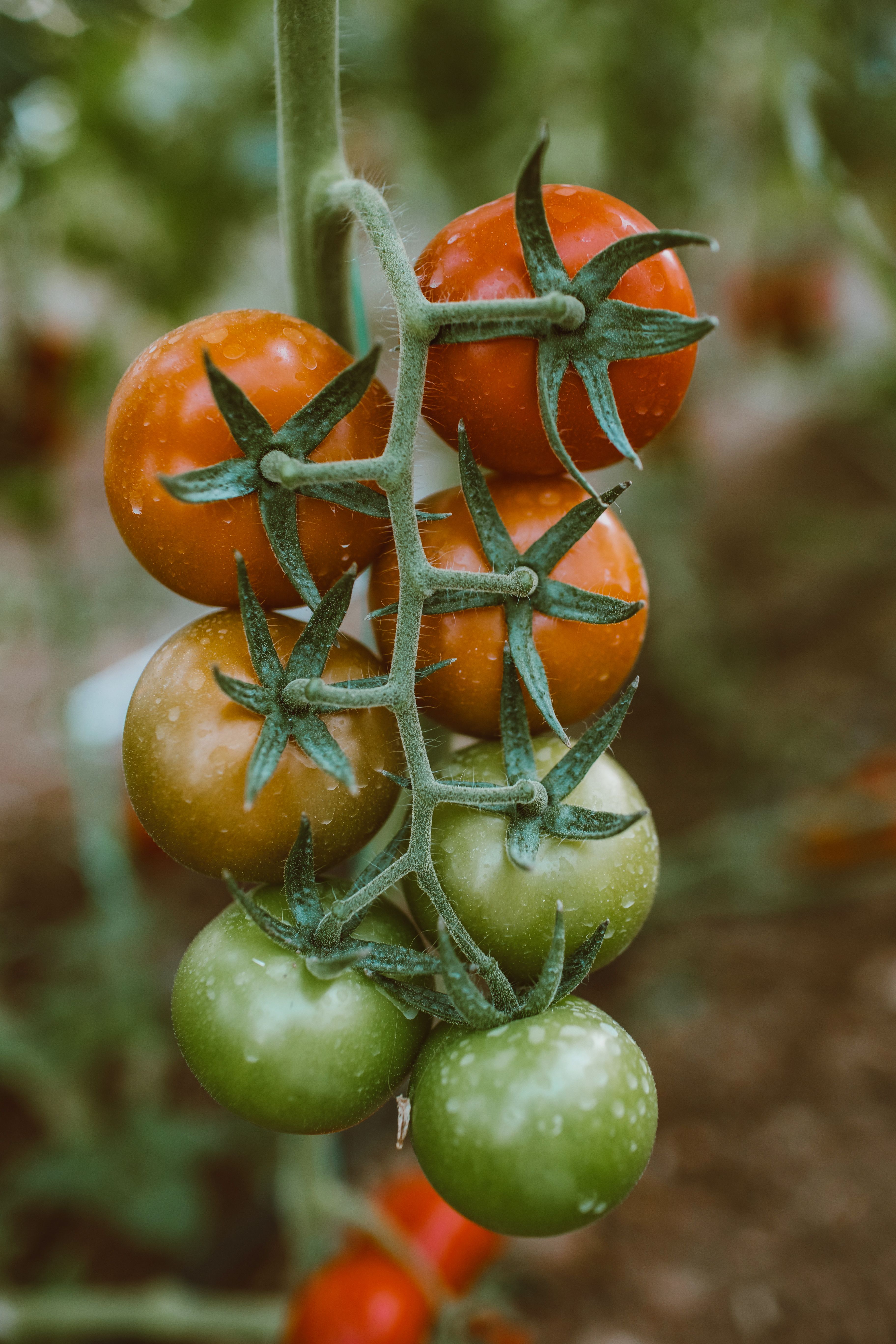Tomate